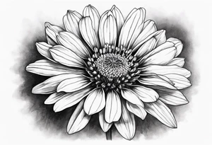 Indian blanket flower cosmos tattoo idea