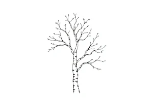 birch tree tattoo idea