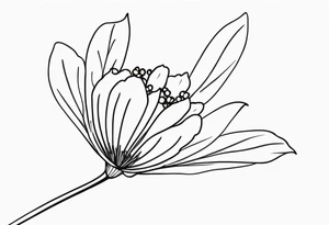 one very simple and no detailed Acacia pycnantha flower with stem in black and white, the few lines possible, fine-line tattoo idea