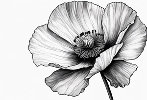 Lone poppy growing out of boulder tattoo idea