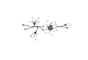 Magnolia branch long with different half opened flowers, botanical details tattoo idea