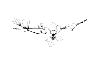 Magnolia branch long with different small half opened flowers, botanical details tattoo idea