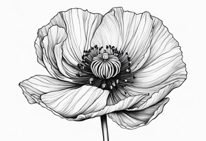 Cosmo  flower
Poppy flower tattoo idea