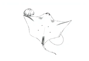 stingray, jellyfish tattoo idea