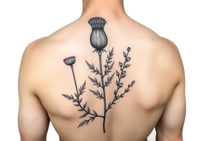 small botanical drawing of scottish thistle, olive branch/olive, and cat nip for a wrap around wrist tattoo as one plant - make it vine-like? tattoo idea