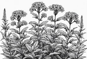 3 Vervain (Verbena) flowers with small leaves around them. tattoo idea