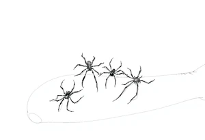 4 Spiders crawling down arm tattoo idea