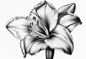 amaryllis tattoo idea
