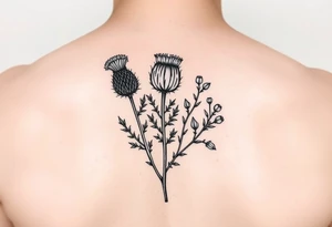 small botanical drawing of scottish thistle, olive branch/olive, and cat nip for a wrap around wrist tattoo as one plant tattoo idea