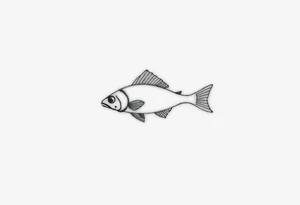 Fish tattoo idea