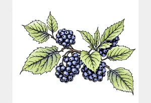 American traditional blackberry vine with leaves tattoo idea