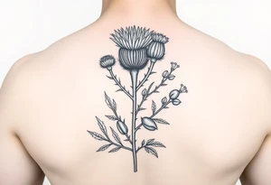 hybrid botanical drawing of scottish thistle, olive branch/olive, and cat nip for a wrap around wrist tattoo tattoo idea