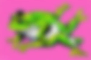 very muscular Anthropomorphic frog in a fighter's stance wearing boxing gloves tattoo idea