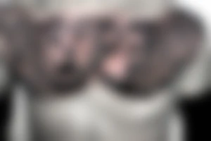 Wolf in sheep clothing chest tattoo tattoo idea