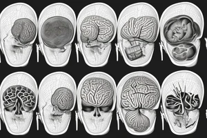 a brain done with vectors,
over a world map, and a spinal chord tattoo idea