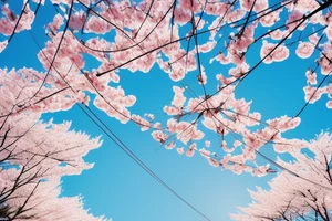 Quiet Japanese street, sun, spring, cherry blossoms, around the house, poles with wires, blue sky. The picture itself looks like a photo with polaroid tattoo idea