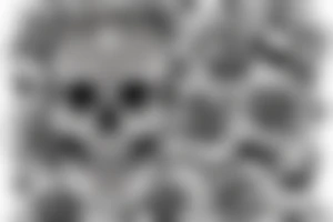 Skull and Roses intricate comprehensive fangs vivid detailed stoic tattoo idea