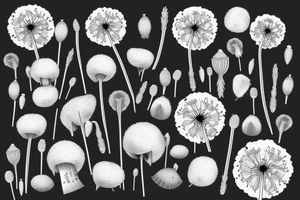 poppy, dandelion puffball tattoo idea